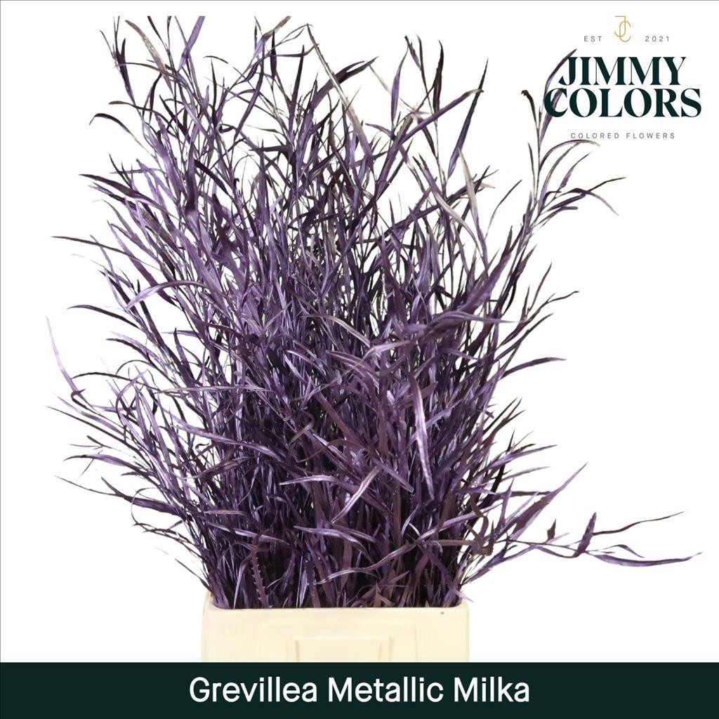 Срезанные цветы оптом Grevillea (bunch) Metallic milka от 10шт из Голландии с доставкой по России