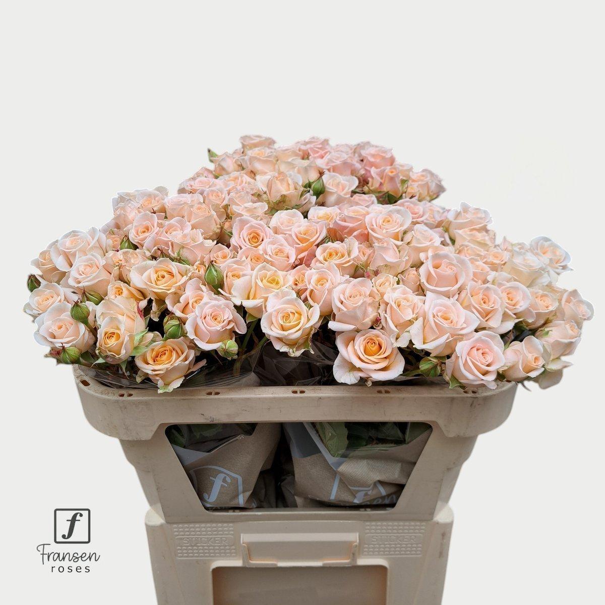 Срезанные цветы оптом Rosa spray morning star от 30шт из Голландии с доставкой по России