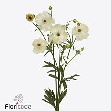 Срезанные цветы оптом Ranunculus butterfly keramos от 40шт из Голландии с доставкой по России