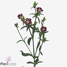 Срезанные цветы оптом Dianthus sp raffine petit faye от 80шт из Голландии с доставкой по России