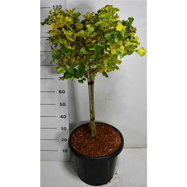 Горшечные цветы и растения оптом Ginkgo Bil Mariken On Stem от 1шт из Голландии с доставкой по России