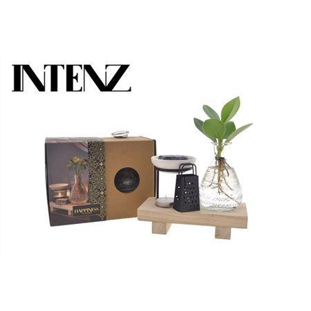 Горшечные цветы и растения оптом Happiness In A Box - Intenz Wellness от 5шт (для телеги) из Голландии с доставкой по России