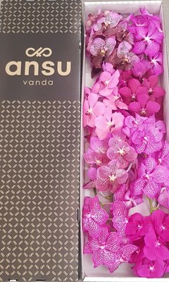 Срезанные цветы оптом Vanda mix pink per stem от 4шт.. из Голландии с доставкой по России