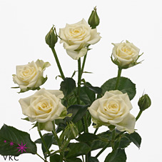 Срезанные цветы оптом Rosa spray snowflake от 60шт из Голландии с доставкой по России