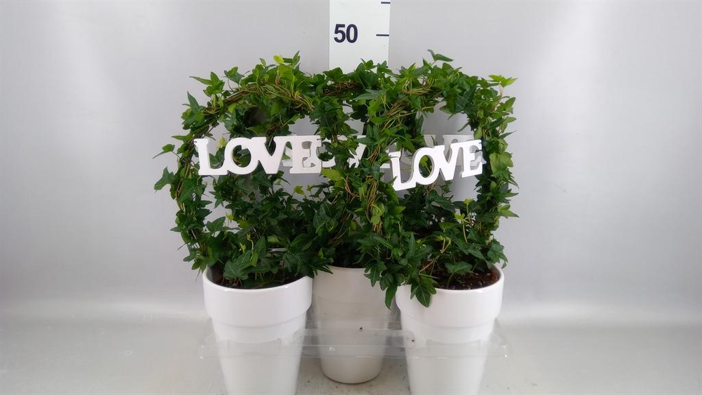 Горшечные цветы и растения оптом Hedera ...green Leafed от 5шт из Голландии с доставкой по России