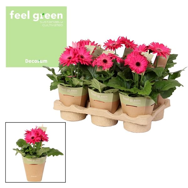 Горшечные цветы и растения оптом Gerbera Purple 2+ Feel Green (decorum) от 6шт из Голландии с доставкой по России