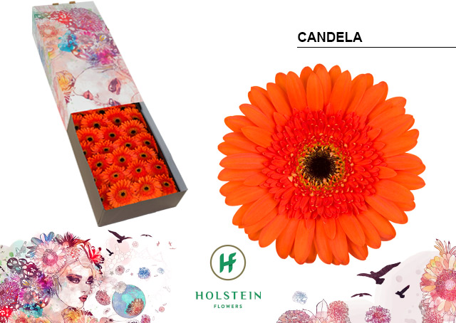 Срезанные цветы оптом Gerbera candela от 50шт из Голландии с доставкой по России
