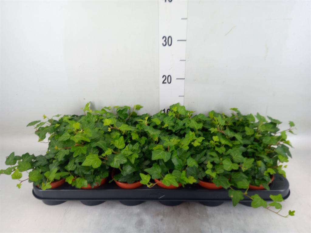 Горшечные цветы и растения оптом Hedera Wonder от 18шт (для телеги) из Голландии с доставкой по России