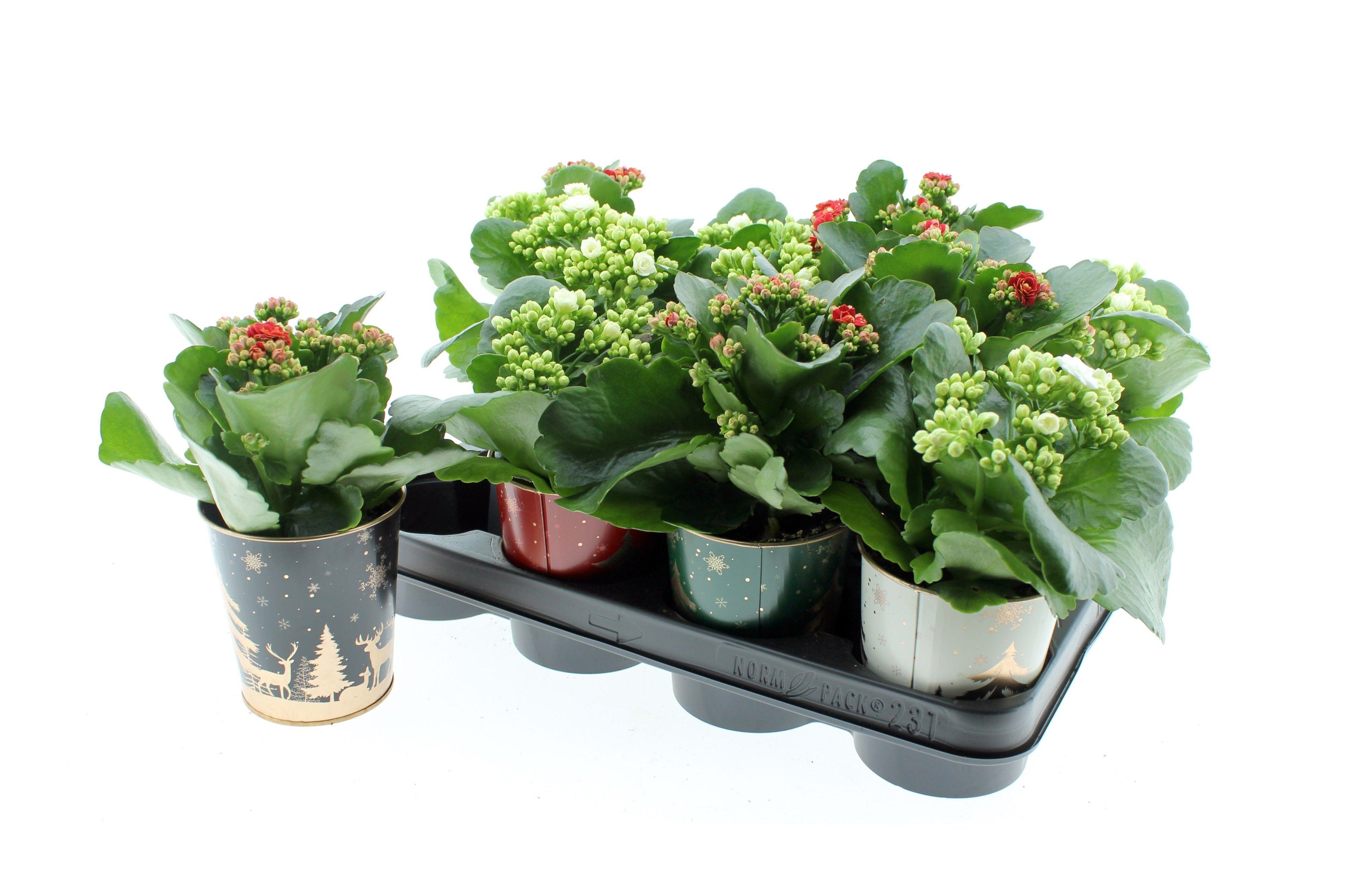 Горшечные цветы и растения оптом Kal Ge Gem 2 Kl от 11шт (для телеги) из Голландии с доставкой по России