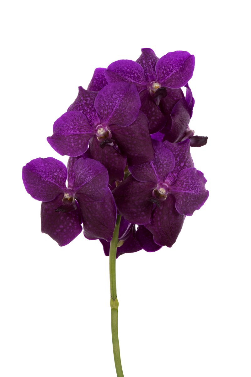 Срезанные цветы оптом Vanda fuchsia magic от 16шт из Голландии с доставкой по России