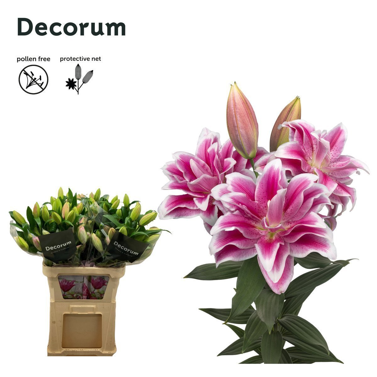 Срезанные цветы оптом Lilium or dbl roselily olympia от 30шт из Голландии с доставкой по России