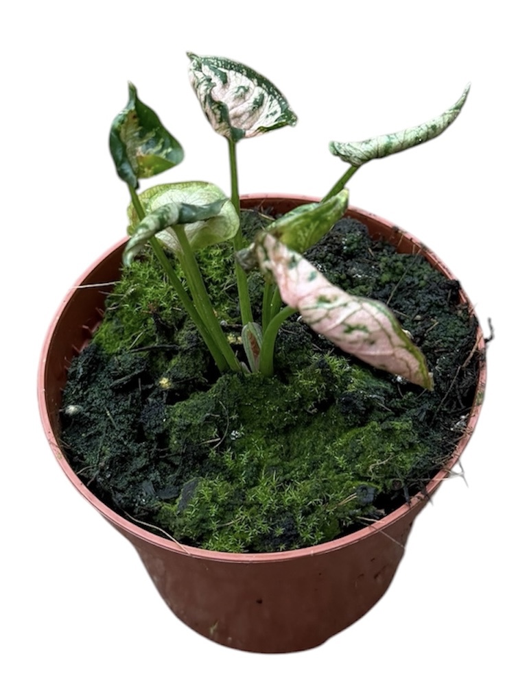 Горшечные цветы и растения оптом Syngonium Pink Rolli от 1шт (для телеги) из Голландии с доставкой по России