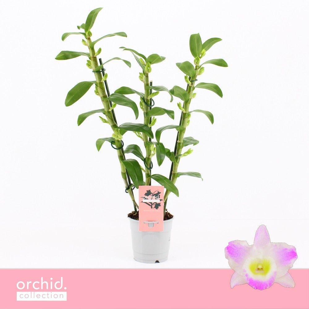 Горшечные цветы и растения оптом Dendr Nob 3st Pandora Orchid Collection от 10шт из Голландии с доставкой по России