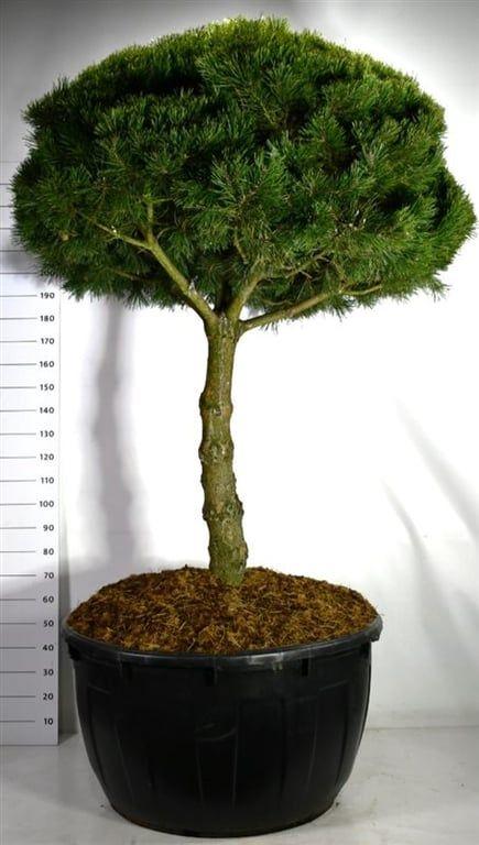 Горшечные цветы и растения оптом Pinus Mugo gnom от 1шт из Голландии с доставкой по России