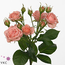 Срезанные цветы оптом Rosa spray odilia от 60шт из Голландии с доставкой по России