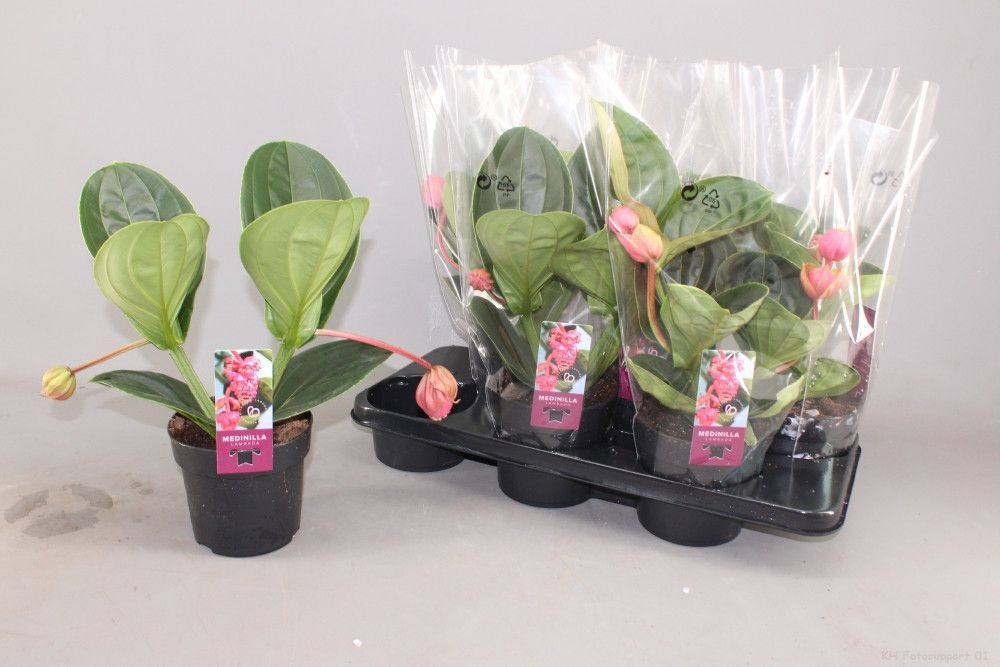 Горшечные цветы и растения оптом Medin Mag Lambada от 7шт из Голландии с доставкой по России
