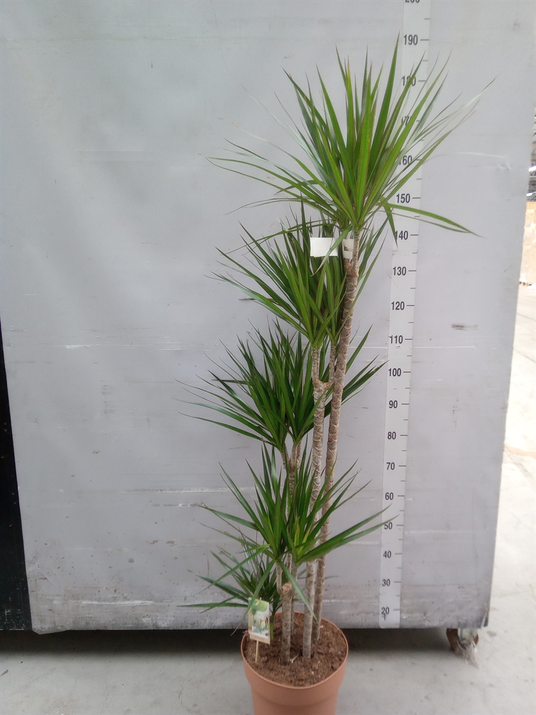 Горшечные цветы и растения оптом Dracaena Marg. от 1шт из Голландии с доставкой по России