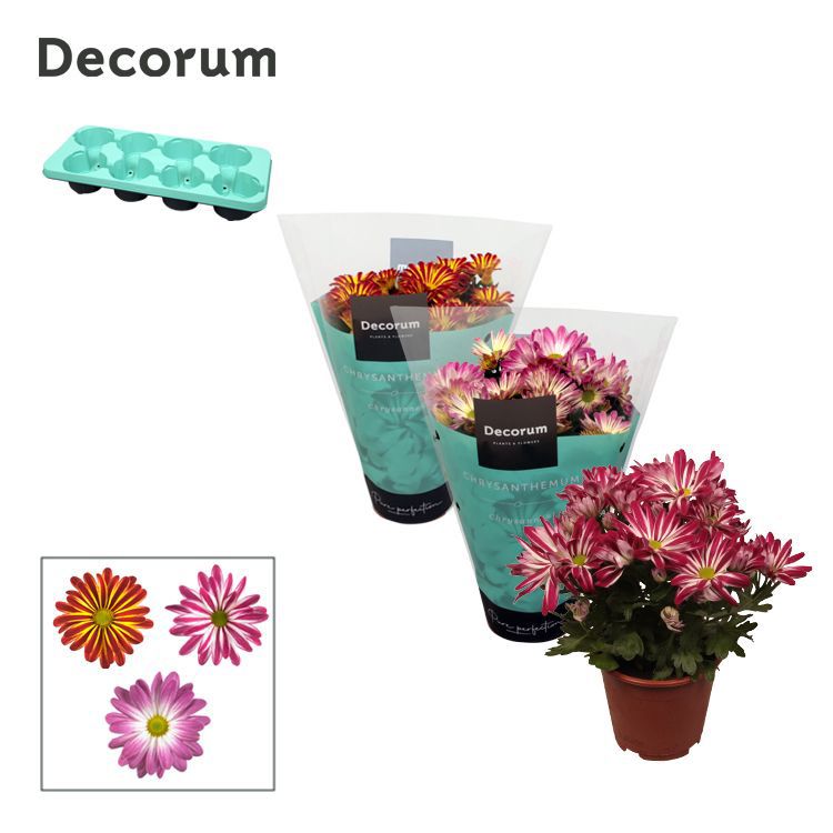 Горшечные цветы и растения оптом Chrys Margarita Bicolor Mix (decorum) от 8шт из Голландии с доставкой по России
