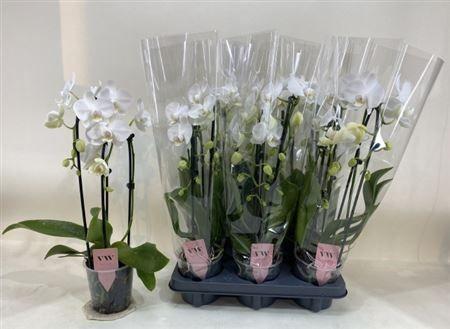 Горшечные цветы и растения оптом Phal El Cascade 2 Branches 14+ от 6шт из Голландии с доставкой по России