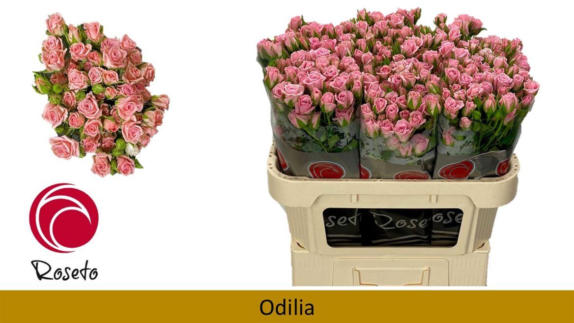 Срезанные цветы оптом Rosa spray odilia от 50шт из Голландии с доставкой по России