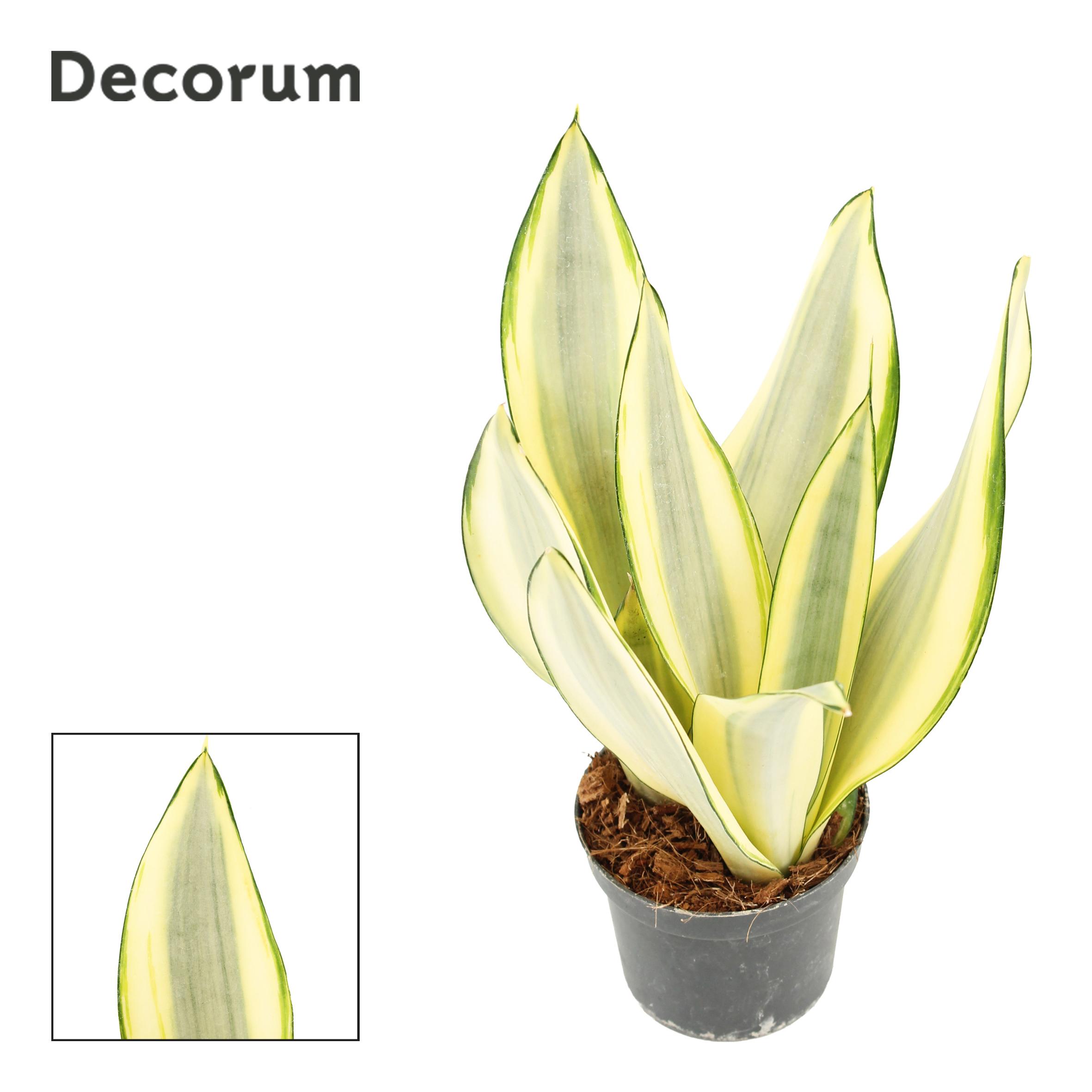 Горшечные цветы и растения оптом Sansevieria Ghost 9 Cm (decorum) от 18шт (для телеги) из Голландии с доставкой по России