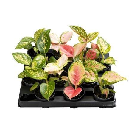 Горшечные цветы и растения оптом Aglaonema Mix от 12шт (для телеги) из Голландии с доставкой по России