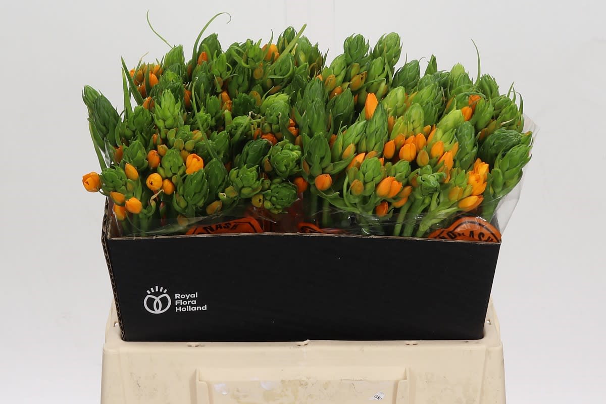 Срезанные цветы оптом Ornithogalum sunshine от 100шт из Голландии с доставкой по России