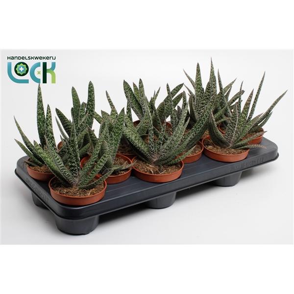 Горшечные цветы и растения оптом Gasteria Carinata Big Ben от 12шт из Голландии с доставкой по России