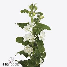 Срезанные цветы оптом Oxypetalum perfect white harmony от 50шт из Голландии с доставкой по России