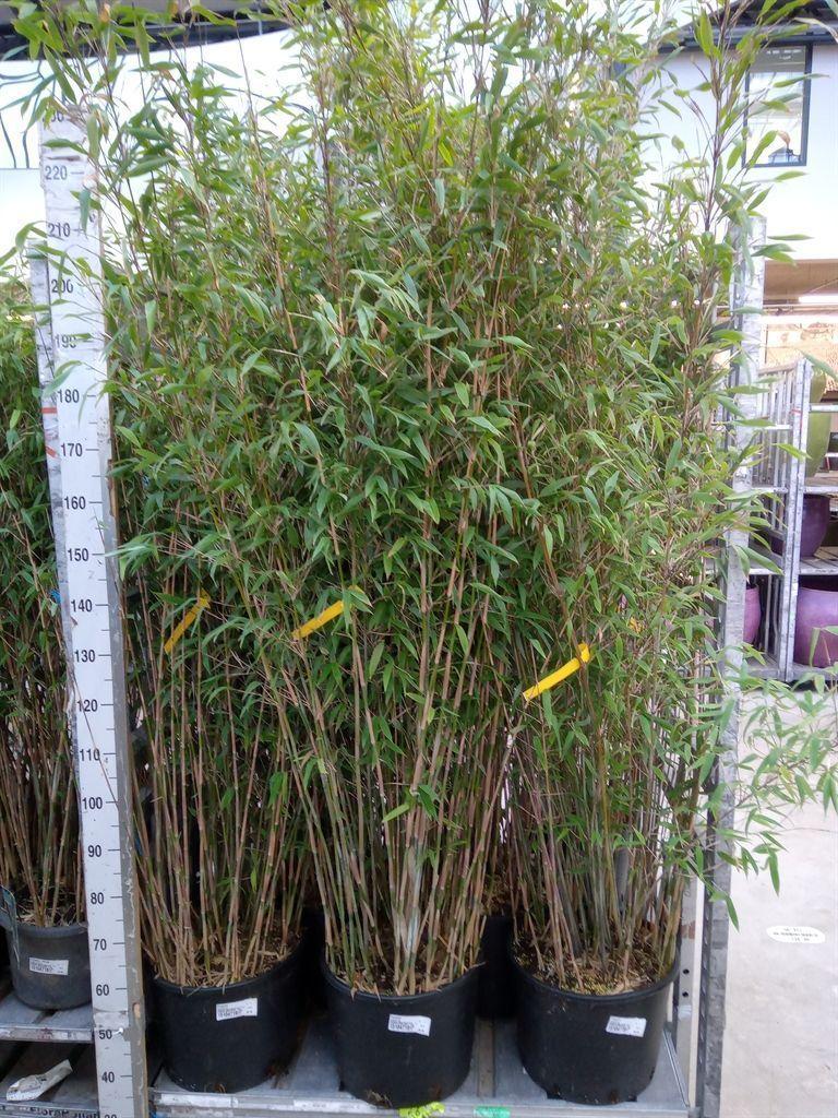 Горшечные цветы и растения оптом Fargesia   ... от 1шт из Голландии с доставкой по России