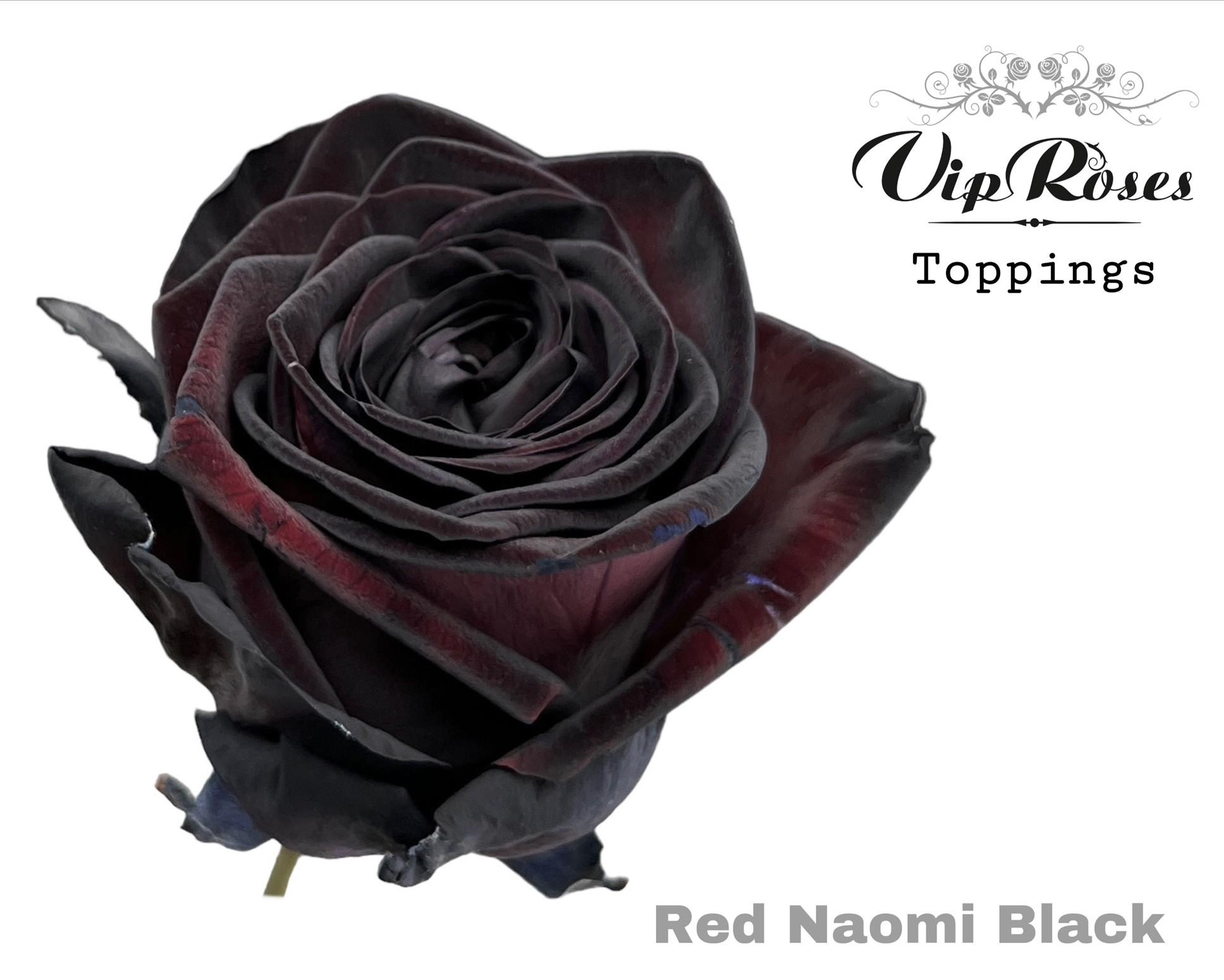 Срезанные цветы оптом Rosa large paint black (red naomi!) от 20шт из Голландии с доставкой по России