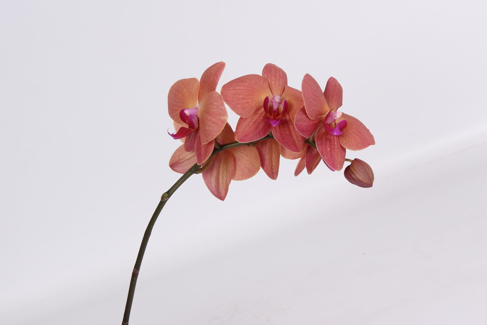 Срезанные цветы оптом Phalaenopsis ultimate brown per stem от 10шт. из Голландии с доставкой по России