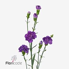 Срезанные цветы оптом Dianthus sp florigene moonberry от 100шт из Голландии с доставкой по России