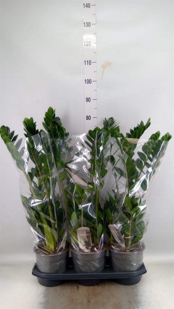 Горшечные цветы и растения оптом Zamioculcas Zamiifolia от 3шт из Голландии с доставкой по России