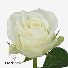 Срезанные цветы оптом Rosa large countdown от 440шт из Голландии с доставкой по России