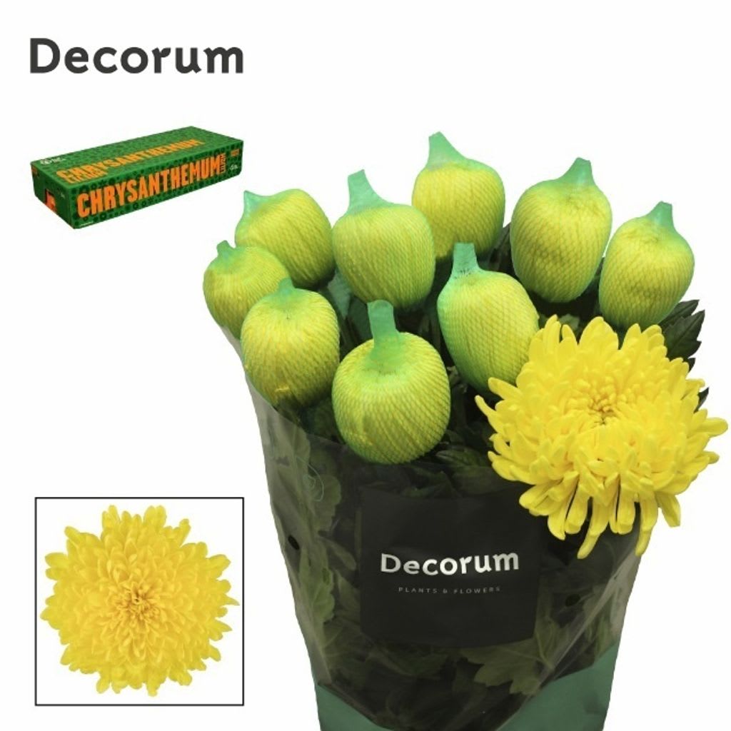 Срезанные цветы оптом Chrysanthemum geplozen maracuja от 60шт из Голландии с доставкой по России