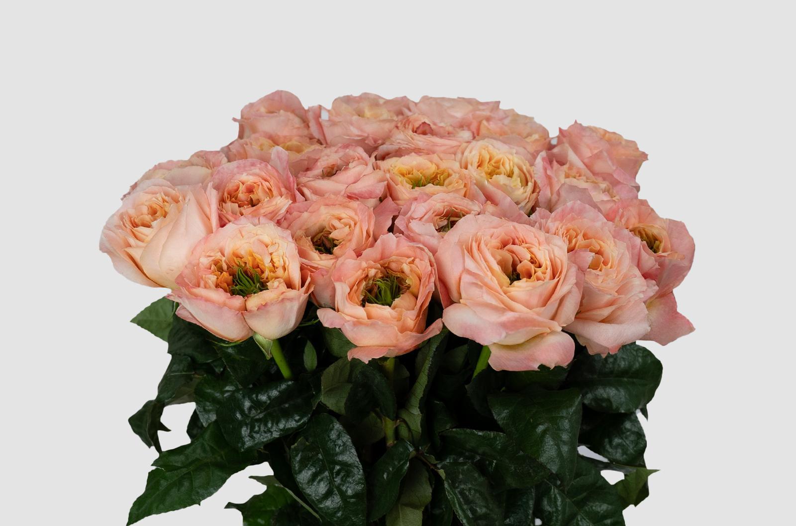 Срезанные цветы оптом Rosa ec garden melon xpression от 100шт из Голландии с доставкой по России