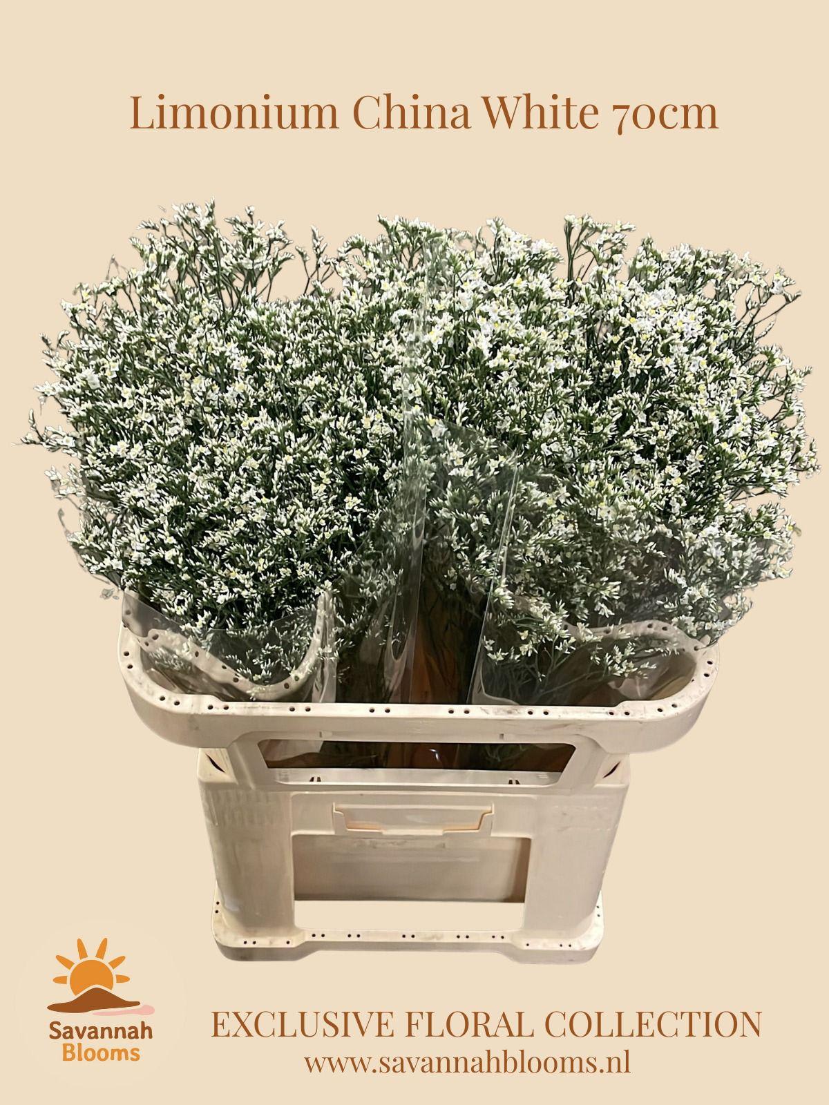 Срезанные цветы оптом Limonium china white от 50шт из Голландии с доставкой по России