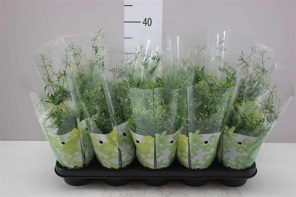 Горшечные цветы и растения оптом Jasminum Struik 300+ от 10шт из Голландии с доставкой по России