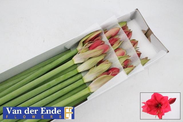 Срезанные цветы оптом Hippeastrum isabella от 15шт из Голландии с доставкой по России