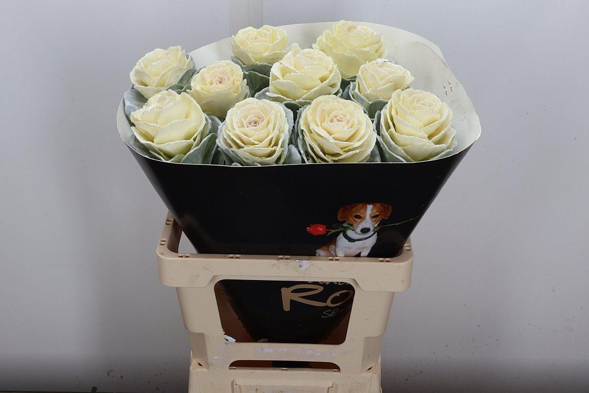 Срезанные цветы оптом Brassica wax white от 10шт из Голландии с доставкой по России