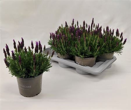 Горшечные цветы и растения оптом Lavandula Stoechas P17 от 6шт из Голландии с доставкой по России