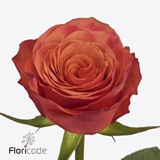 Срезанные цветы оптом Rosa large devoted от 60шт из Голландии с доставкой по России