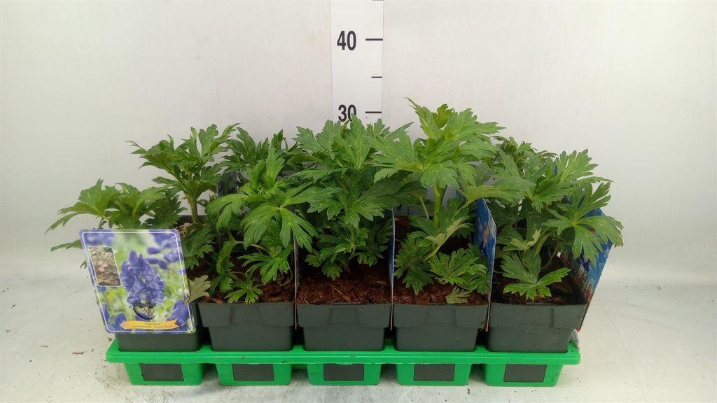 Горшечные цветы и растения оптом Aconitum Carmichaelii от 10шт из Голландии с доставкой по России