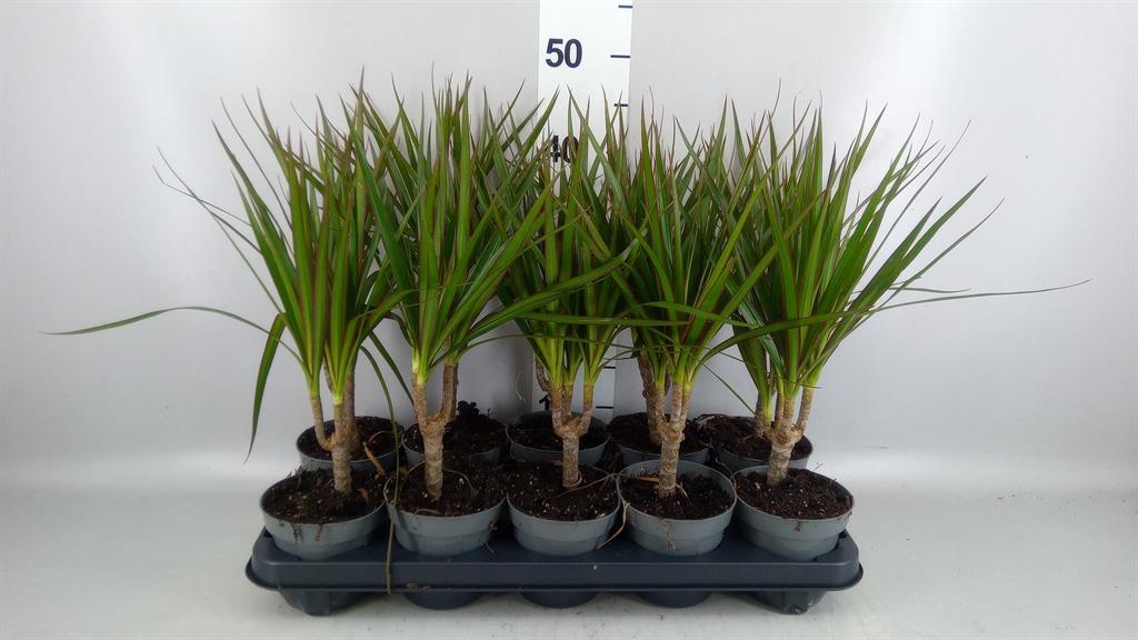 Горшечные цветы и растения оптом Dracaena Marg. от 10шт из Голландии с доставкой по России