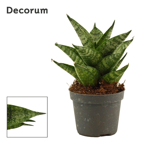 Горшечные цветы и растения оптом Sansevieria Brilliant Crown (decorum) от 14шт (для телеги) из Голландии с доставкой по России