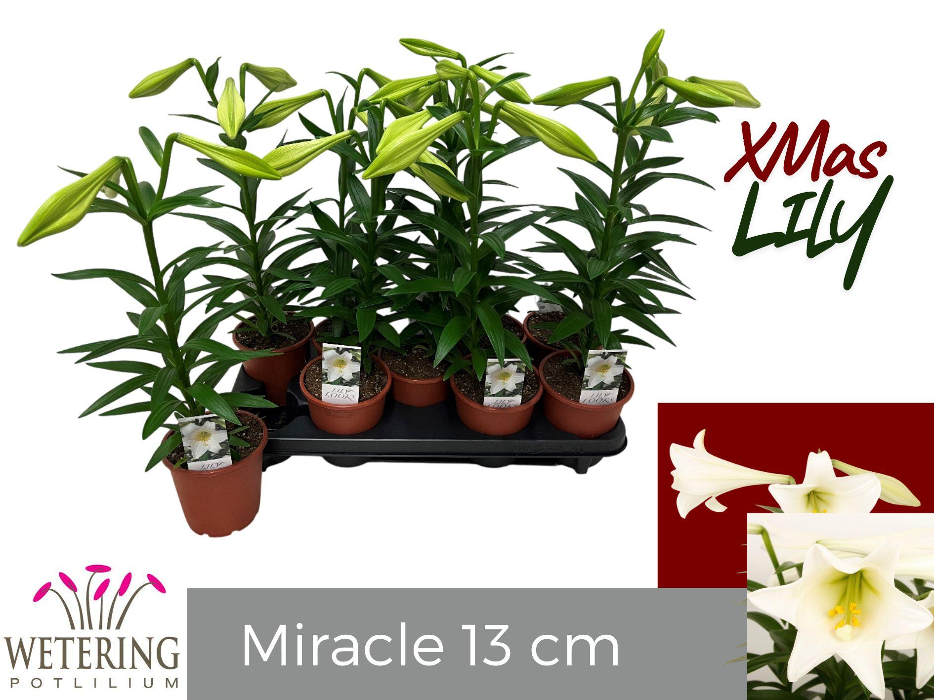 Горшечные цветы и растения оптом Lil Lo Miracle от 9шт из Голландии с доставкой по России