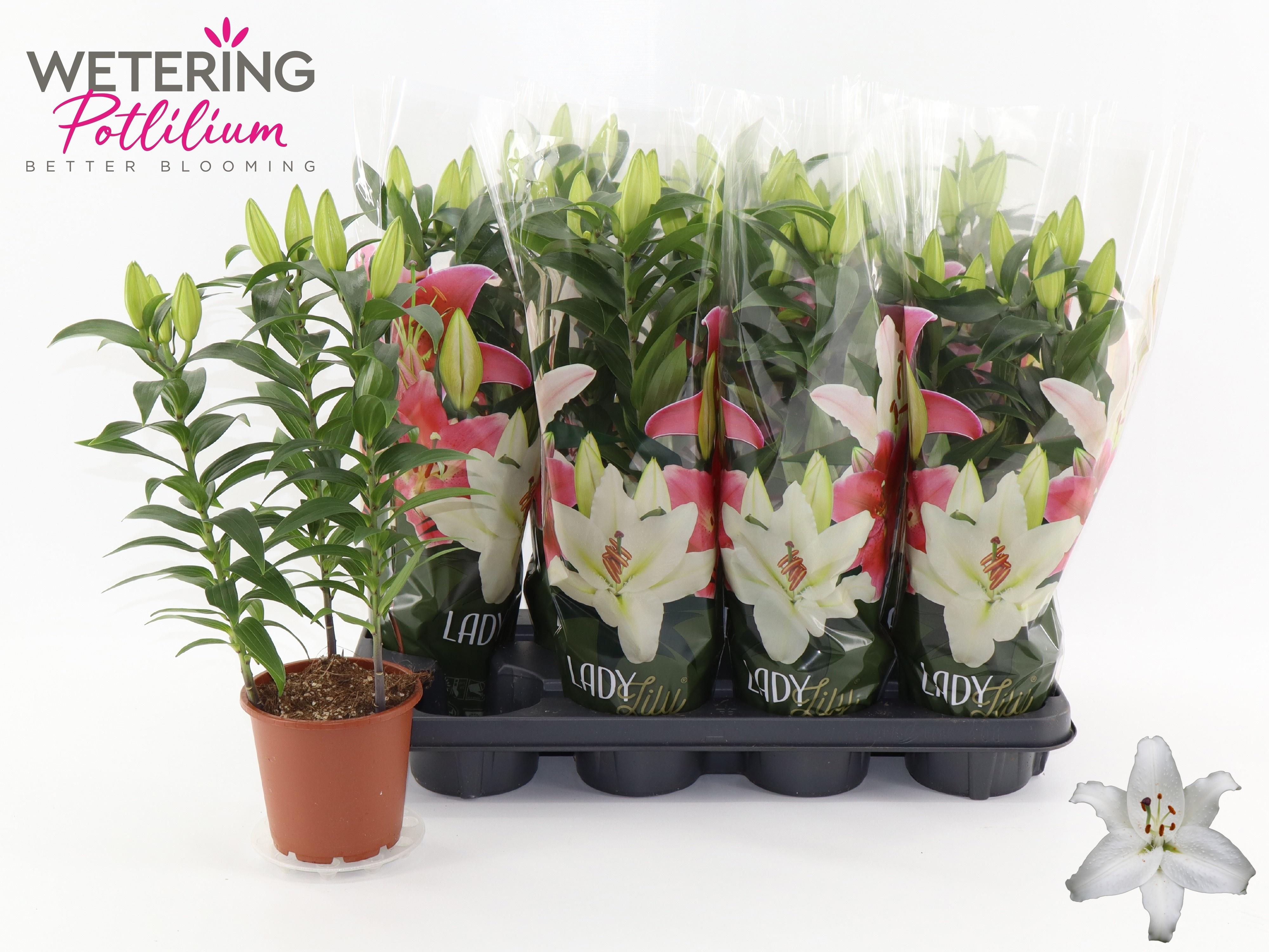 Горшечные цветы и растения оптом Lil Or Sun Bahamas от 8шт из Голландии с доставкой по России