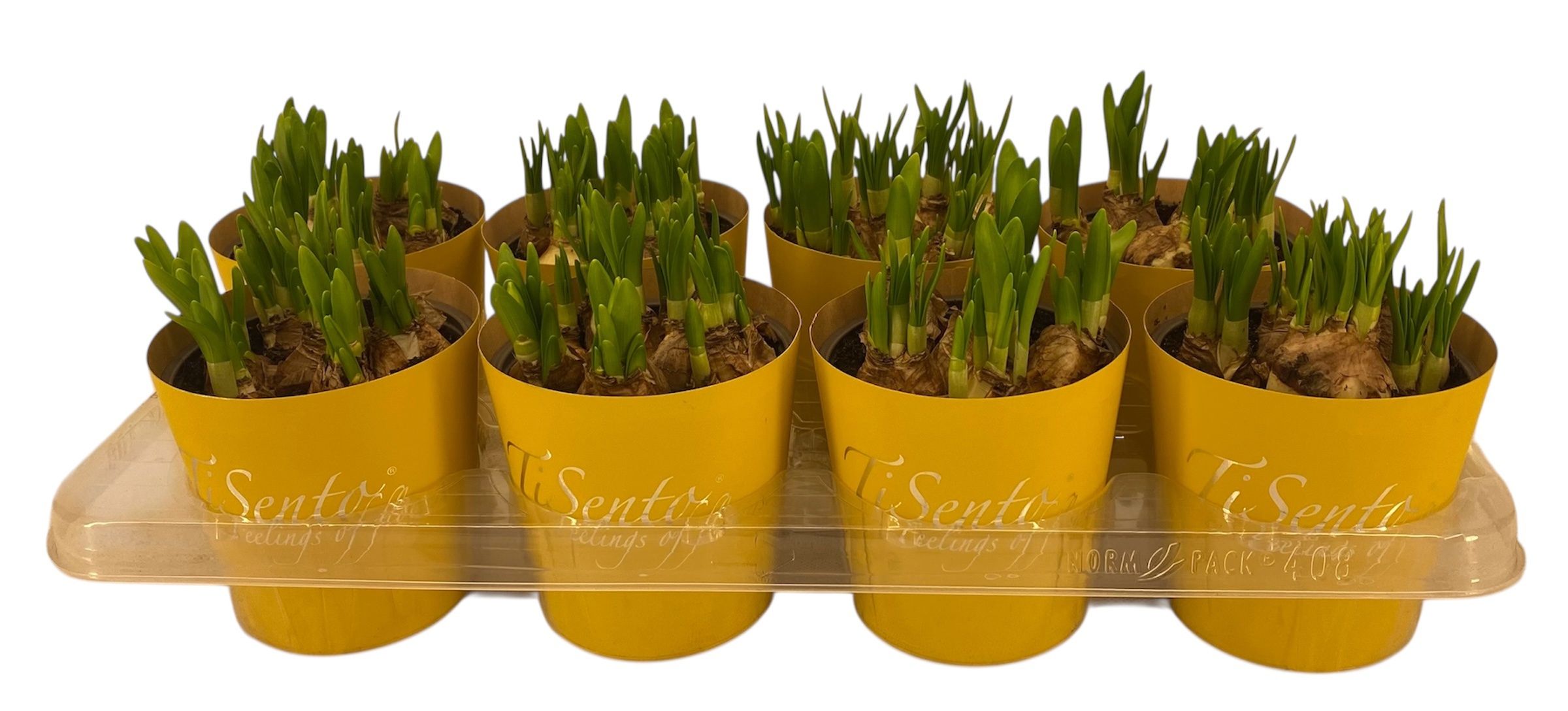 Горшечные цветы и растения оптом Narc Ov от 8шт из Голландии с доставкой по России