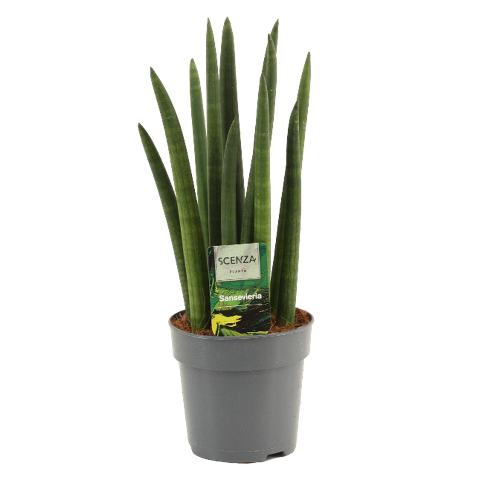 Горшечные цветы и растения оптом Sansevieria Cylindrica Rocket от 10шт из Голландии с доставкой по России